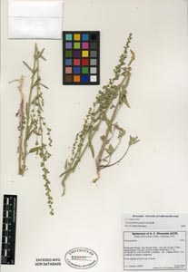 Herbarium Sheet of UCR 193972